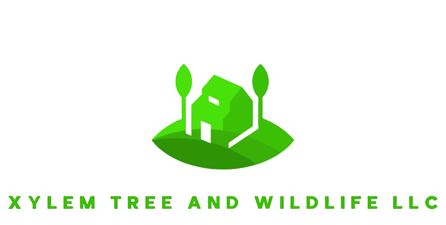 Xylem Tree and Wildlife